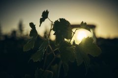 Détails de la vigne aux printemps  du massif des Alpilles, illustrant la richesse des nuances de vert aux Baux-de-Provence.