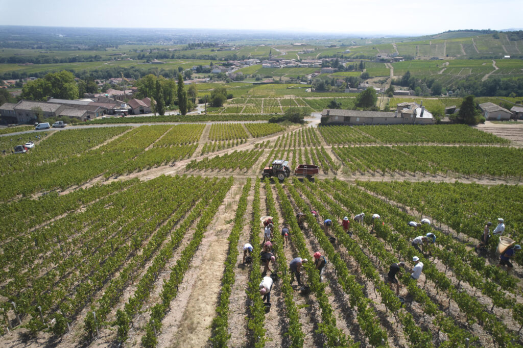 Vendanges manuelle Cru Moulin à Vent
