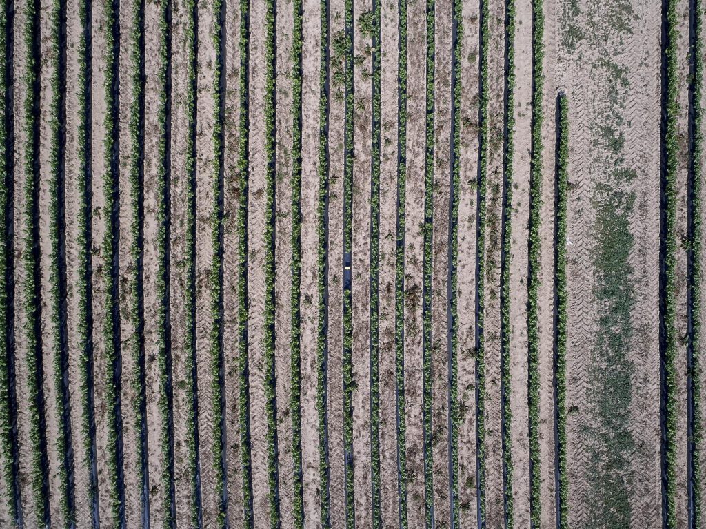 Pépénière viticole Thévenet Plant de vigne