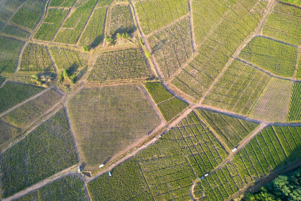 Vendanges manuelle Cru Moulin à Vent