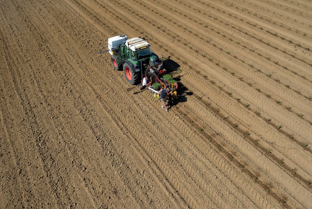 Plantation d’une vigne