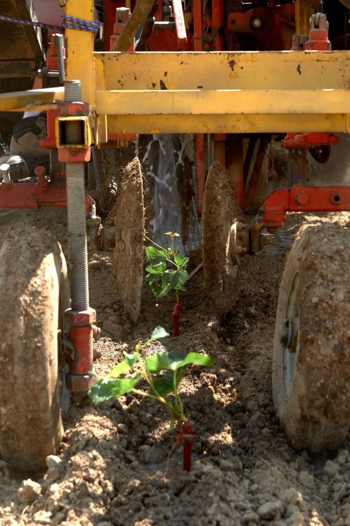 Plantation d’une vigne