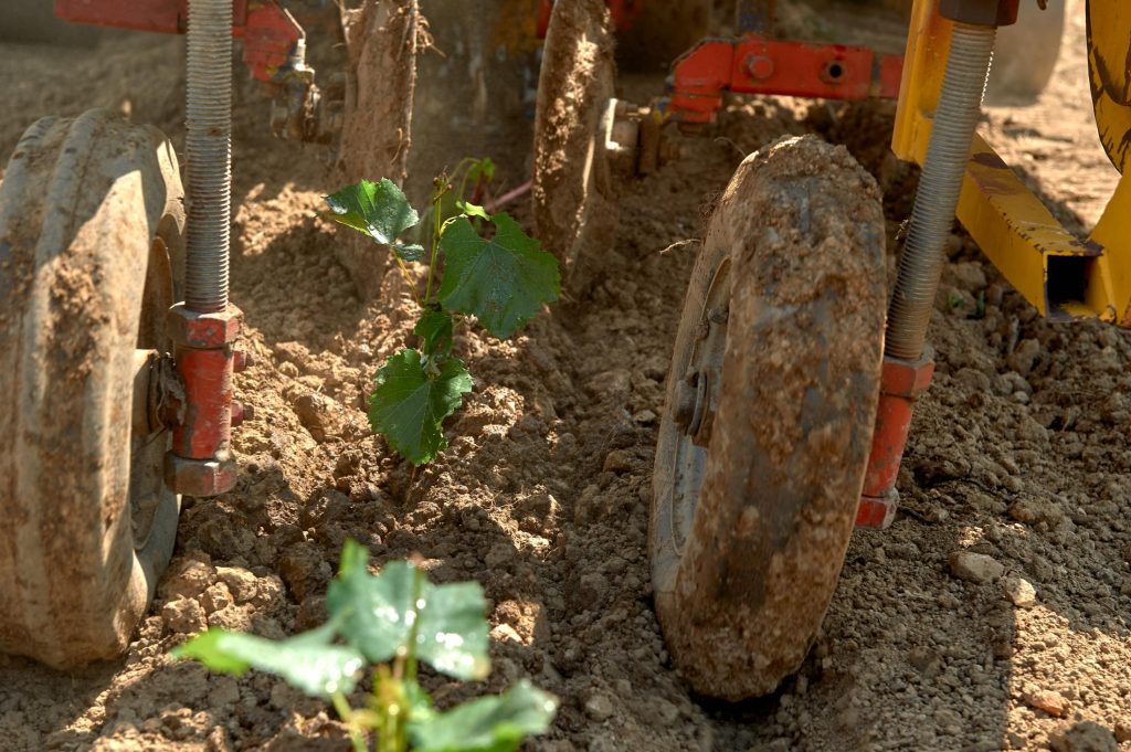 Plantation d’une vigne