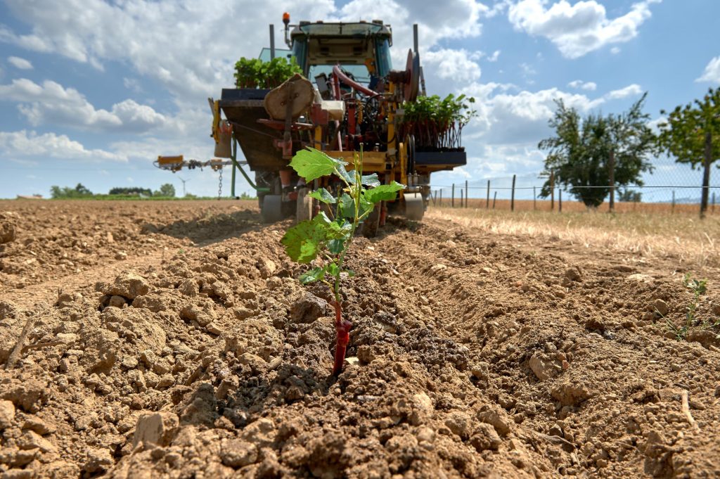 Plantation d’une vigne