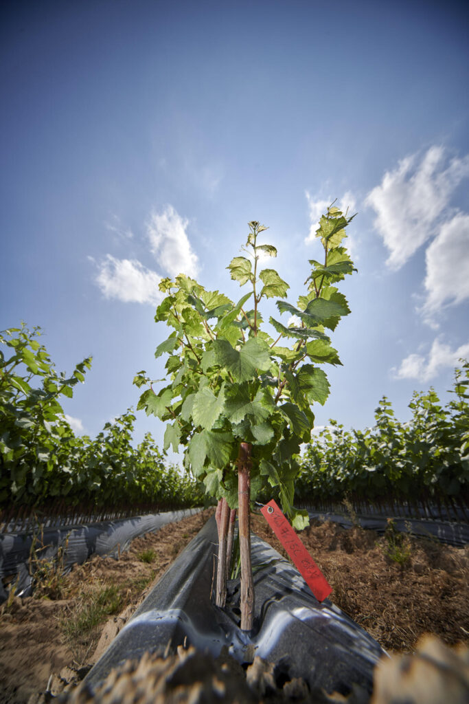 Pépénière viticole Thévenet Plant de vigne