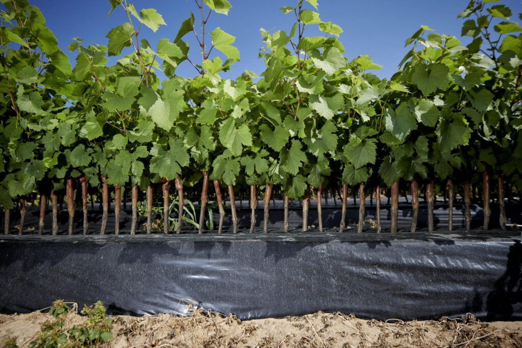 Pépénière viticole Thévenet Plant de vigne