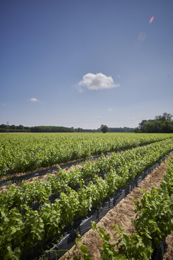 Pépénière viticole Thévenet Plant de vigne