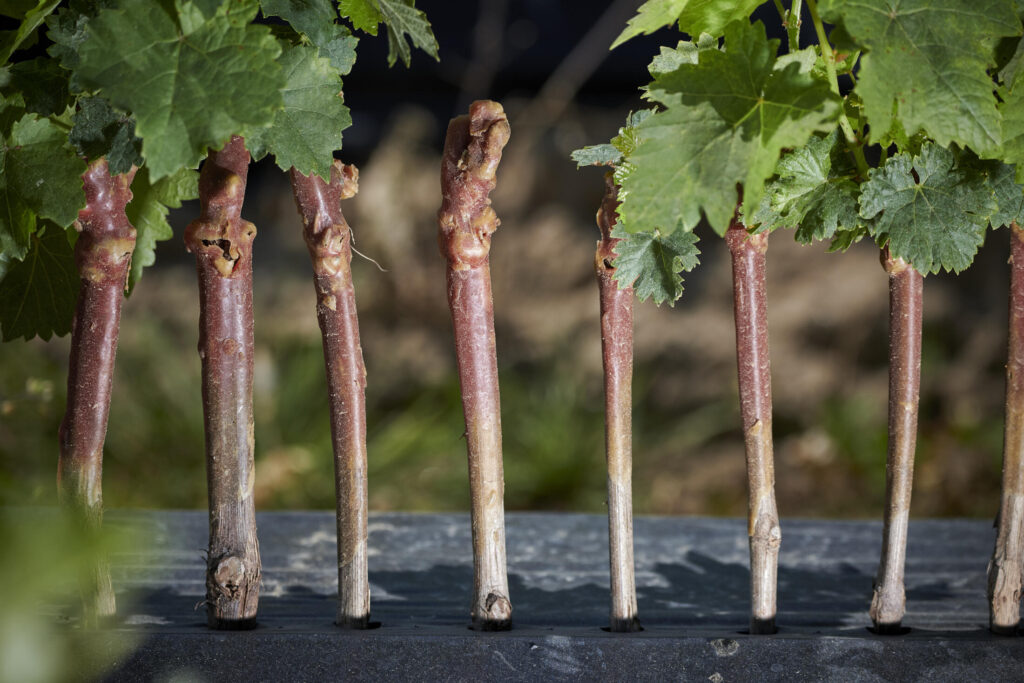 Pépénière viticole Thévenet Plant de vigne